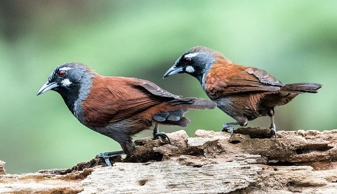 black throated babbler